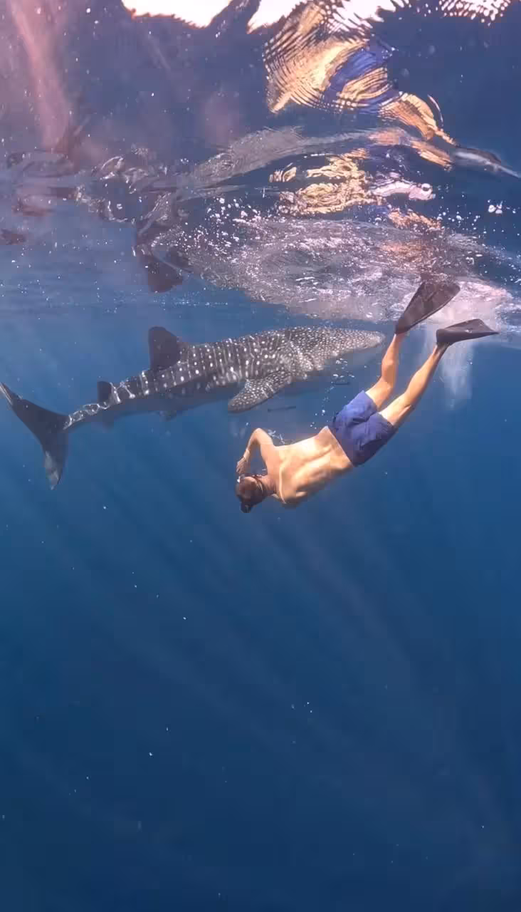 Sumbawa WhaleShark 2D/1N